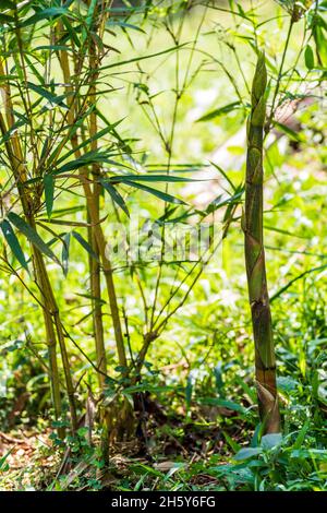 Zweige und zarte Triebe von Bambusa Vulgaris Stockfoto