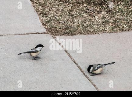 Zwei kleine, schwarz-kappige Windhechte, die an einem Wintertag auf dem Seitenweg im Jay Cooke State Park in Carlton, Minnesota, USA, stehen. Stockfoto