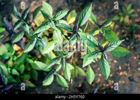 Viele violette und grüne Basilikanplantagen. Frisches organisches grünes und purpurnes Basilikum wächst im Garten Draufsicht auf viel frisches purpurfarbenes Basilikum verlassen Stockfoto