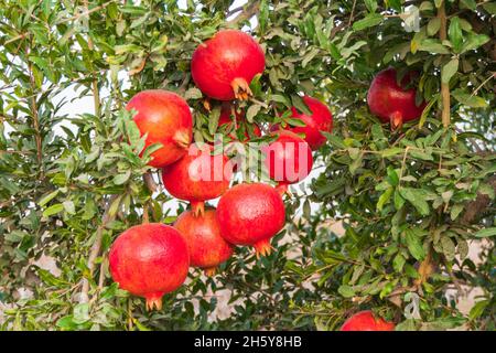 Reife Früchte des Granatapfelbaums aus der Nähe hängen an Ästen. Israel Stockfoto