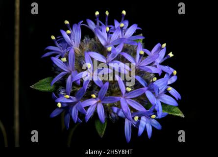 Ein violetter blauer Nadelkissen-Blütenkopf (Brunonia Australis), der im Hochkins Ridge Flora Reserve zusätzliches Infrarotlicht zeigt, das von der Sonne reflektiert wird. Stockfoto