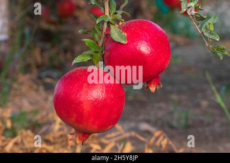 Reife Früchte des Granatapfelbaums aus der Nähe hängen an Ästen. Israel Stockfoto