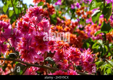 Bunte Blätter der Bougainvillea-Pflanze aus der Nähe auf einem unscharfen Hintergrund. Selektiver Fokus Stockfoto