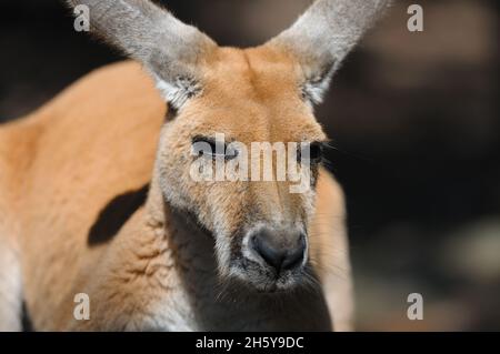 Porträt eines männlichen roten Kängurus (Macropus rufus) in Australien. Das Rote Känguru ist die größte Känguru-Art Stockfoto