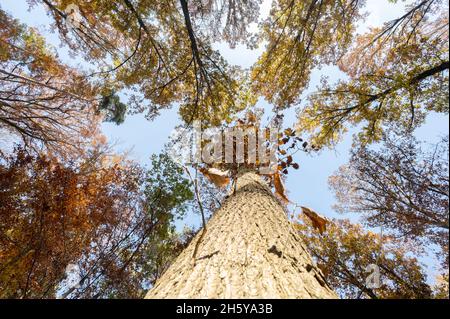 Stuttgart, Deutschland. November 2021. Herbstfarbene Baumkronen strahlen in der Sonne gegen einen blauen Himmel. Der Landwirtschaftsminister von Baden-Württemberg stellt den Waldbericht auf einer Pressekonferenz vor. Quelle: Bernd Weißbrod/dpa/Alamy Live News Stockfoto