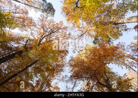 Stuttgart, Deutschland. November 2021. Herbstfarbene Baumkronen strahlen in der Sonne gegen einen blauen Himmel. Der Landwirtschaftsminister von Baden-Württemberg stellt den Waldbericht auf einer Pressekonferenz vor. Quelle: Bernd Weißbrod/dpa/Alamy Live News Stockfoto