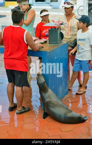 Vorbereitung von Fischen zum Verkauf auf dem Fischmarkt, mit interessierter Seelöwe, Puerto Aroya, Santa Cruz Island, Ecuador Stockfoto