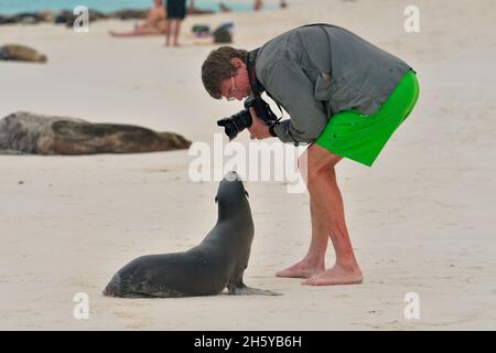 Touristenfotograf in der Nähe eines unerschrocken Seelöwen, Galapagos-Inseln-Nationalpark, Espanola (Hood)-Insel, Gardner Bay, Ecuador Stockfoto