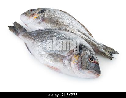 Roher dorado-Fisch auf weißem, isoliertem Hintergrund Stockfoto