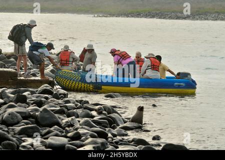 Touristen, die von einem Tierkreis aussteigen, dem Nationalpark der Galapagos-Inseln, der Insel Espanola (Hood), Punta Suarez, Ecuador Stockfoto