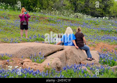 Bluebonnets und Touristen Coal Creek, Willow City Loop, Gillespie County, Texas, USA Stockfoto