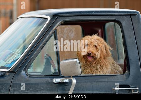 Haustier Hund auf dem Fahrersitz eines geparkten Autos, Fort Smith, Northwest Territories, Kanada Stockfoto