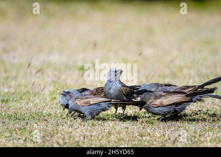 Auf einem Grundstück in QLD im australischen Outback versammeln sich im Kreis auf dem Boden Apostel-Vögel mit einem Aussichtspunkt in der Mitte, der sich von Grassamen ernährt. Stockfoto