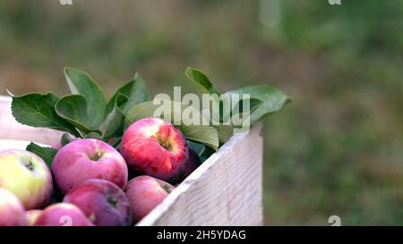 Rosig reife Äpfel in Holzkiste auf grünem Hintergrund. Ernte im Garten Stockfoto