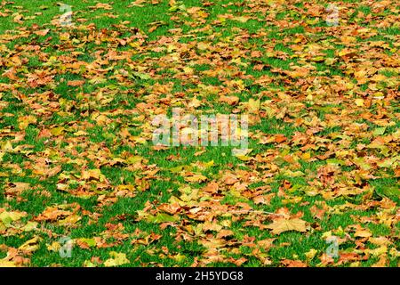 Herbst, Herbst bunt gelb und braun Ahornblätter auf hellgrünen Rasen an einem sonnigen Tag Stockfoto