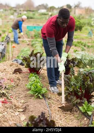 Afrikanischer Mann, der Erde zwischen Gemüsesämlingen hastet Stockfoto