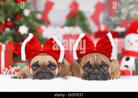 Zwei französische Bulldoggen tragen ein Weihnachtsband-Kostüm auf dem Kopf vor der saisonalen Dekoration Stockfoto