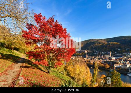 Roter Ahornbaum am berühmten Pfad mit öffentlichen Gärten namens 'Philosophenweg' in Heidelberg Stadt im Odenwald am sonnigen Herbsttag Stockfoto