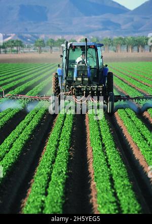 Pestizidanwendung auf Blattsalat in Yuma, Az. 2011 oder früher Stockfoto