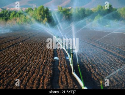 Handlinensprinker Bewässerung keimende Pflanzen in Yuma, AZ Ca. 2011 oder früher Stockfoto