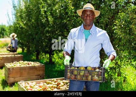 Portrait von Müde afrikanischen amerikanischen Mann, der Kunststoff des geernteten reife Birnen Obst Garten Stockfoto