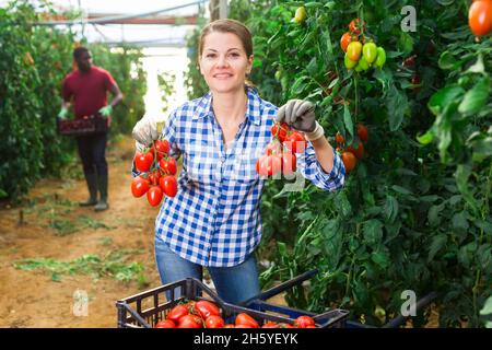 Erfolgreiche Bäuerin zeigt Ernte von Pflaumentomaten im Gewächshaus Stockfoto
