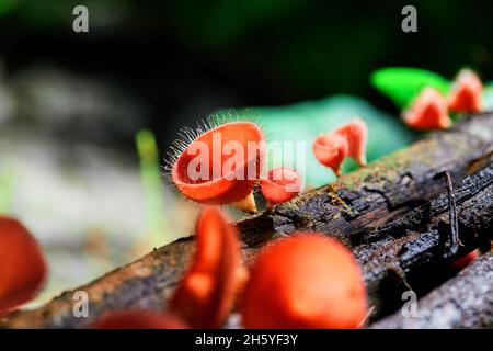 Nahaufnahme Pilzbecher roter Pilz Stockfoto