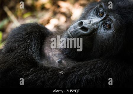 September 2017. Gorillas mit der Rushegura-Gruppe im Biwindi Impenetrable National Park. Diese Gruppe war eine der ersten in der Gegend, die für Gorilla-Tracking-Tourismus gewöhnt ist. Bwindi Impenetrable National Park, Uganda. Stockfoto