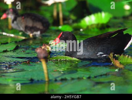 Hawaiianische Moorhen in Hawaii ca. 2011 oder früher Stockfoto