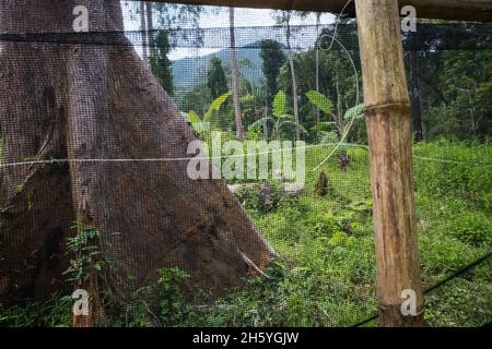 Juli 2017. Gärtnerei, die Sämlinge für die Wiederaufforstung und Obstbäume anpflanzt. Sugodi, Barangay Cabayugan, Palawan, Philippinen. Stockfoto