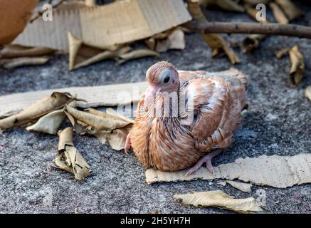 Eine junge Haustaube, die auf dem Betonboden unter dem Nest sitzt Stockfoto