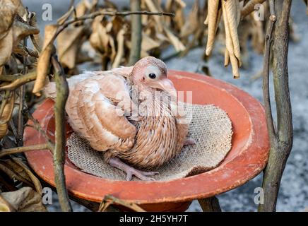 Eine Haustaube, die unter dem toten Baumzweig sitzt, ist aus der Nähe zu sehen Stockfoto