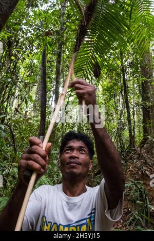 Juli 2017. Catalino Balajon erntet ratan aus dem heimischen Wald. Kayasan, Barangay Tagabinet, Palawan, Philippinen. Stockfoto