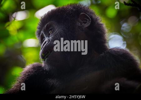 September 2017. Nahaufnahme eines Gorillas mit der Rushegura-Gruppe im Biwindi Impenetrable National Park, ein Blatt im Mund. Diese Gruppe war eine der ersten in der Gegend, die für Gorilla-Tracking-Tourismus gewöhnt ist. Bwindi Impenetrable National Park, Uganda. Stockfoto