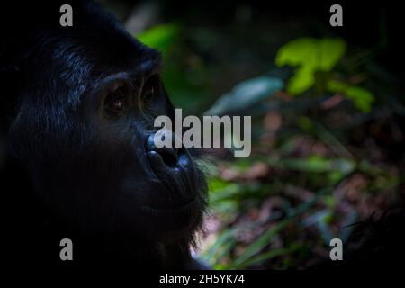 September 2017. Gorillas mit der Rushegura-Gruppe im Biwindi Impenetrable National Park. Diese Gruppe war eine der ersten in der Gegend, die für Gorilla-Tracking-Tourismus gewöhnt ist. Bwindi Impenetrable National Park, Uganda. Stockfoto