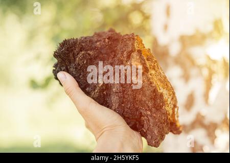 Frau Überlebenskünstler und Sammler mit Händen sammeln und sammeln Chaga Pilz wächst auf der Birke auf dem Wald. Wild roh Food Chaga parasitären Fu Stockfoto