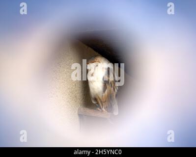 Schlafende Eule spuckte durch ein Gußloch in die Wand ihres Tierheims Stockfoto