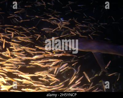 Blauhai (Prionace glauca), der sich auf Tintenfisch ernährt, Südkalifornien Bucht Stockfoto