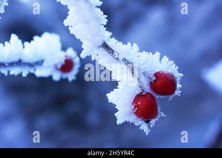 FRANKREICH, SAVOYEN ( 73 ) BOURG SAINT MAURICE, DIE NATUR IM WINTER Stockfoto