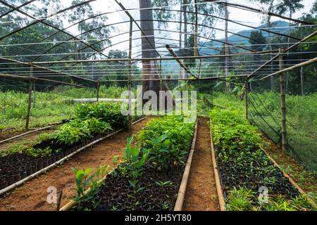 Juli 2017. Gärtnerei, die Sämlinge für die Wiederaufforstung und Obstbäume anpflanzt. Sugodi, Barangay Cabayugan, Palawan, Philippinen. Stockfoto