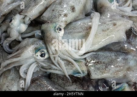 Juli 2017. Lokale Märkte sorgen für Wünsche und Bedürfnisse. Die Möglichkeit, Reis, Fisch und andere Waren zu kaufen, ist ein Hauptfaktor für den Bedarf an Bargeld und den Wunsch, an Unternehmenungsprojekten beteiligt zu werden. Puerto Princesa, Palawan, Philippinen. Stockfoto