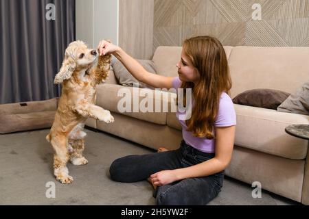 Das Mädchen spielt mit dem Hund. Das Mädchen hält einen Leckerbissen über dem Kopf des Hundes. Der Spaniel steht auf zwei Beinen und versucht, Nahrung zu bekommen. Stockfoto