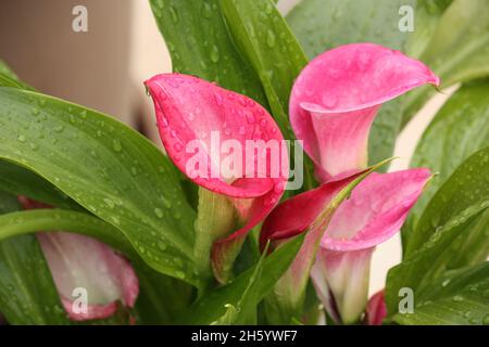 Rosa Calla Lilly Stockfoto