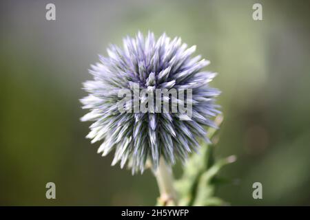 Echinops Veitch's Blue Knod Stockfoto