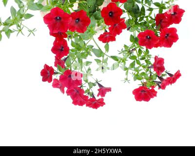 Petunia grandiflora Grenze isoliert auf weißem Hintergrund Stockfoto