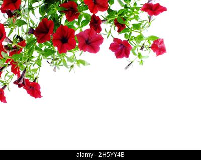 Petunia grandiflora Grenze isoliert auf weißem Hintergrund Stockfoto