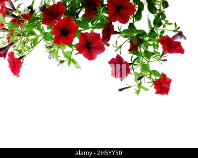 Petunia grandiflora Grenze isoliert auf weißem Hintergrund Stockfoto