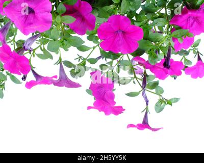 Petunia grandiflora Grenze isoliert auf weißem Hintergrund Stockfoto