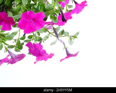 Petunia grandiflora Grenze isoliert auf weißem Hintergrund Stockfoto