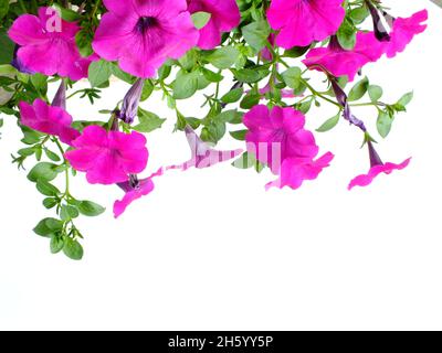 Petunia grandiflora Grenze isoliert auf weißem Hintergrund Stockfoto